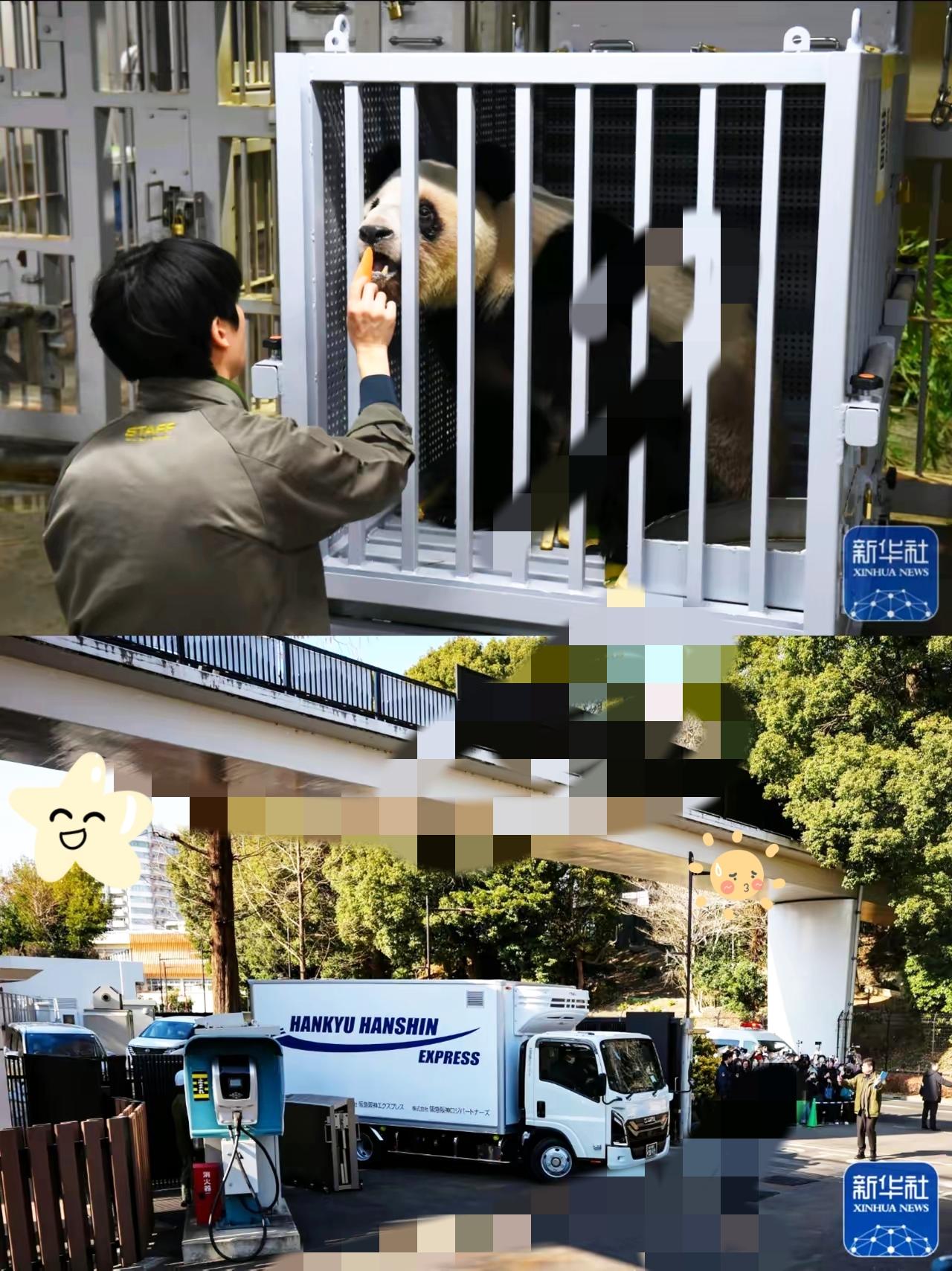 谁懂啊家人们！旅日熊猫晓晓蕾蕾这波归国名场面，直接把刻在骨子里的故土情结展现得淋