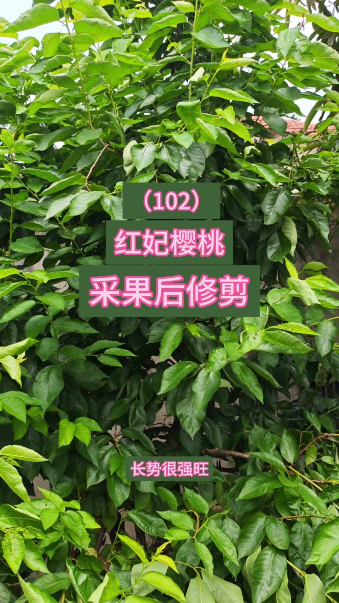 这棵樱桃树长势强旺，出现很多强旺枝，采果后10-15天需开始修剪。首先清理下部主
