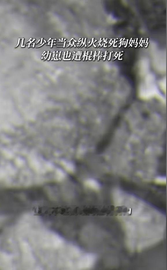 “天生坏种！”6月30日报道，广东揭阳，4名男孩盯上一只流浪狗，他们先用棍棒抽打