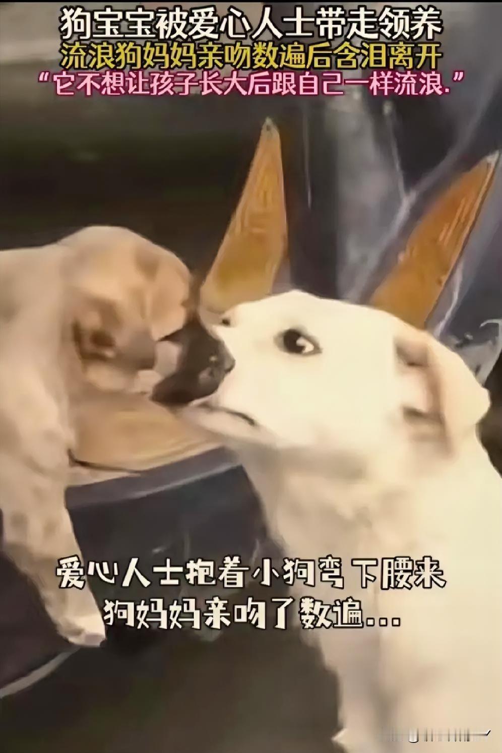 流浪狗妈吻别幼子，一个转身藏着多少母爱与无奈……那个寻常的午后，流浪狗妈妈望