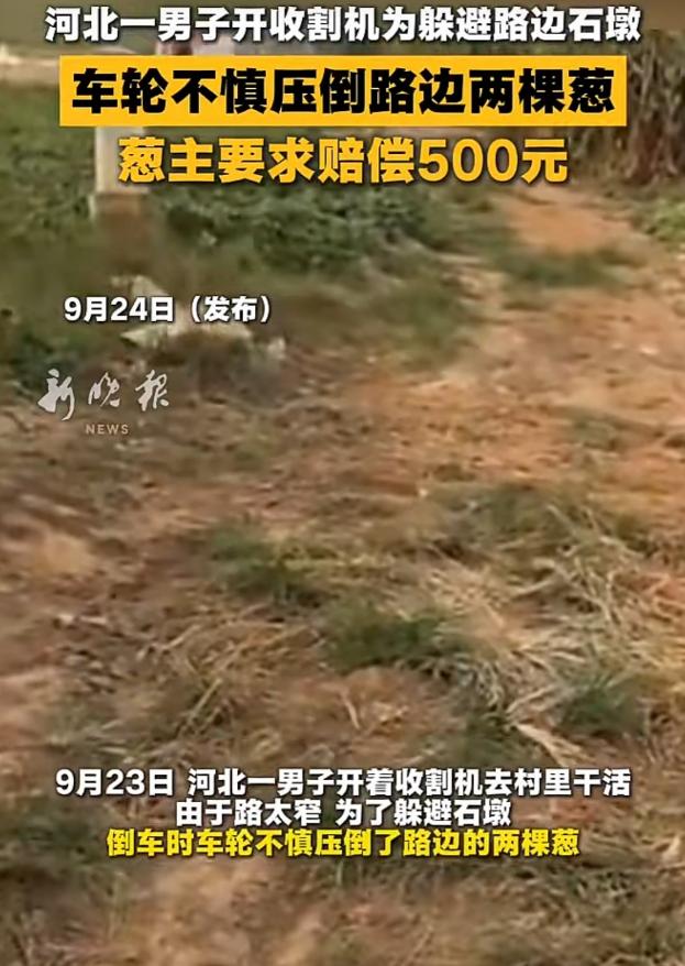 河北邯郸，男子开收割机压到路边的2棵葱。葱主人的儿子当场表示没关系，让男子先