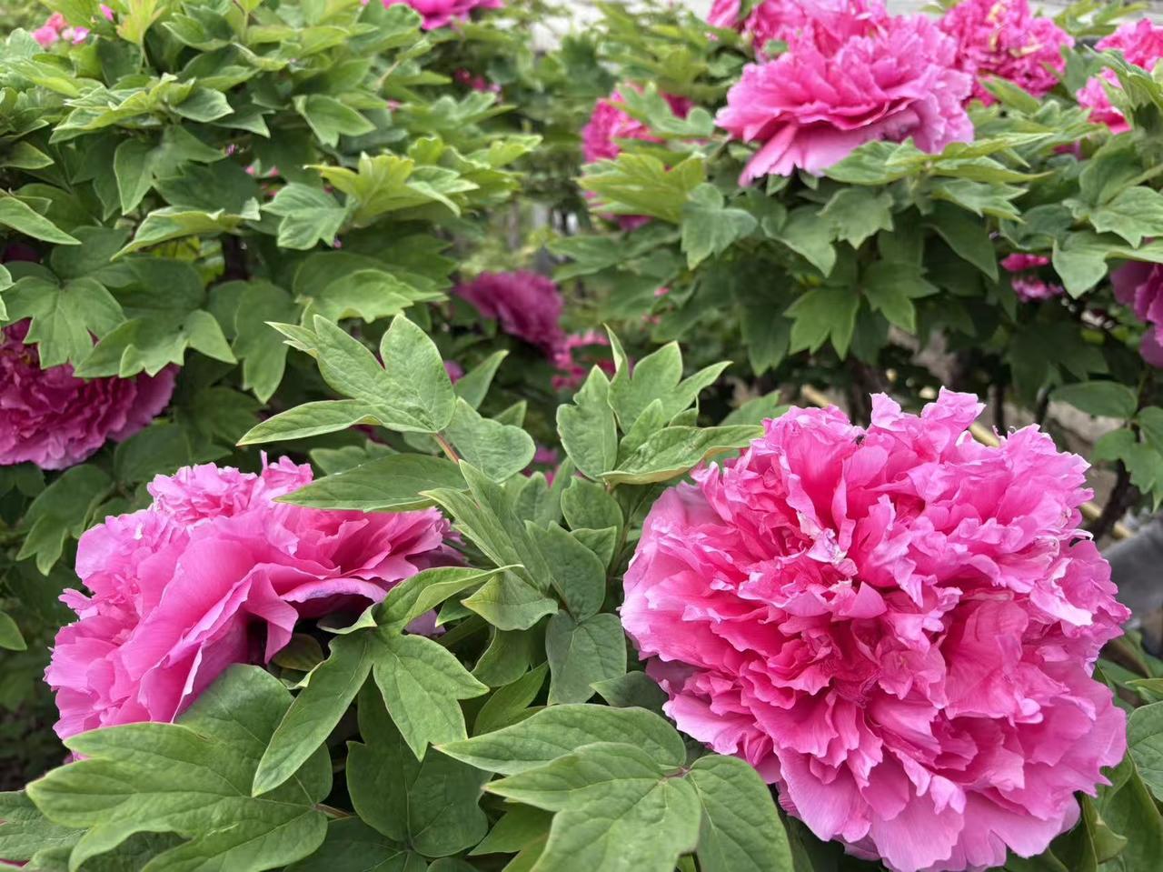 牡丹花真的太漂亮了！我拍过不少牡丹的照片，每一张都美得让人移不开眼。牡丹和芍药