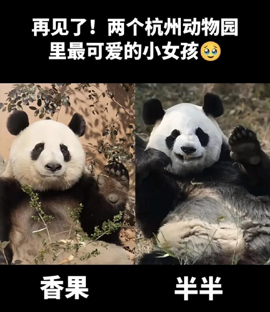 杭州最近火了，把一手好牌打得稀碎！​原因是接连养死了五只国宝大熊猫。半半和