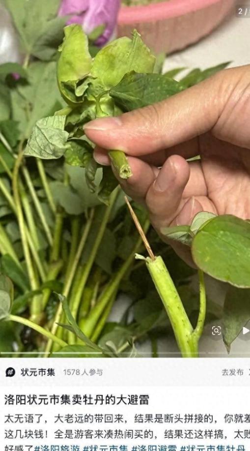 伤害性不高侮辱性极强！河南洛阳，一外地游客假期来旅游，临走前逛市集，就买了一束牡
