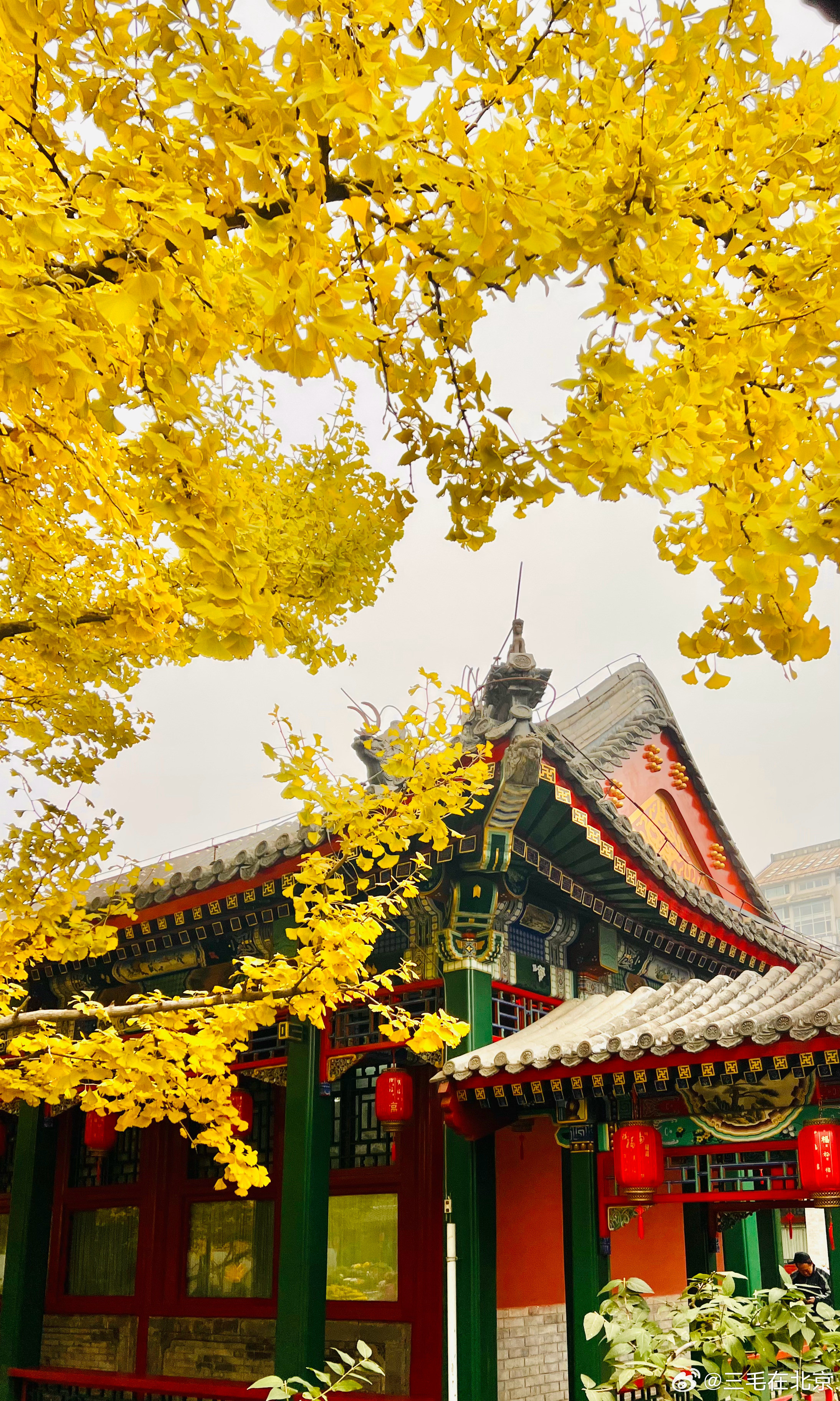 紫竹院公园 行宫银杏黄一起欣赏北京初冬美景摄影​​​