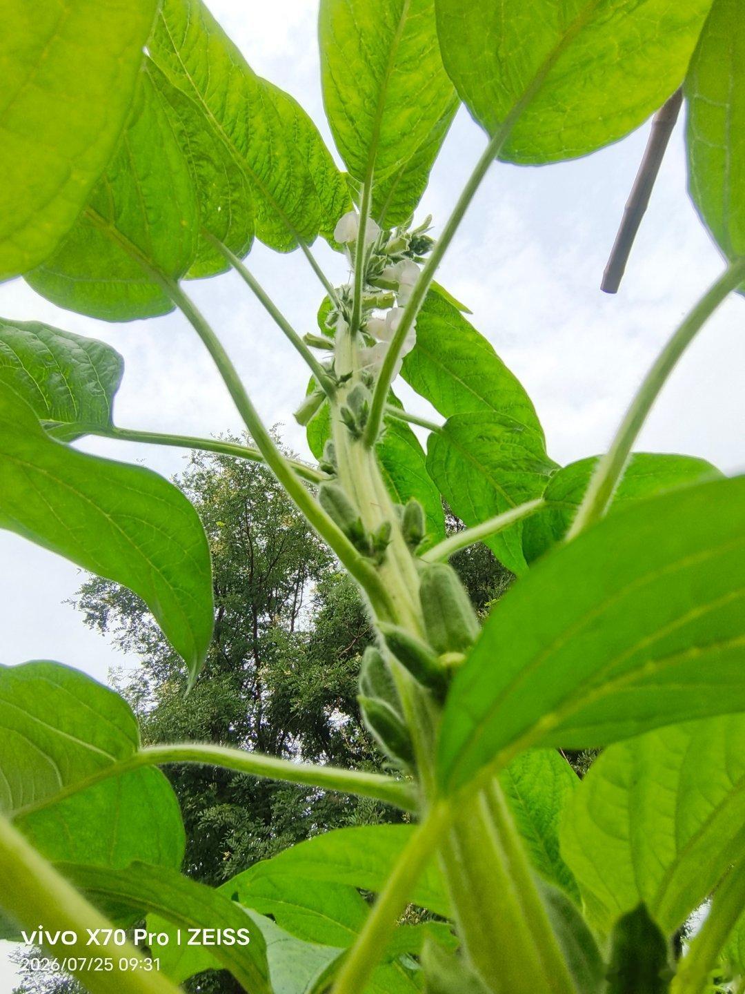 vivo炎夏清晨的风里，芝麻举着满茎清嫩的绿叶，绒绒茎秆上缀起串串白铃铛似的小