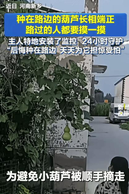“笑不活了！”河南新乡，男子在路边种的葫芦结果了。没想到，小葫芦因长相端正，路过