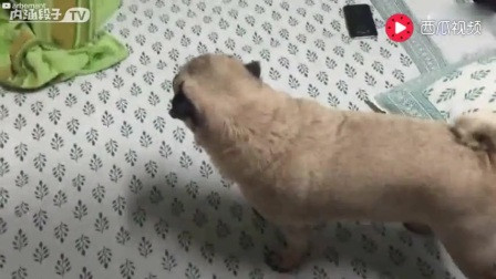 8962149445155307777.jpg?id=0