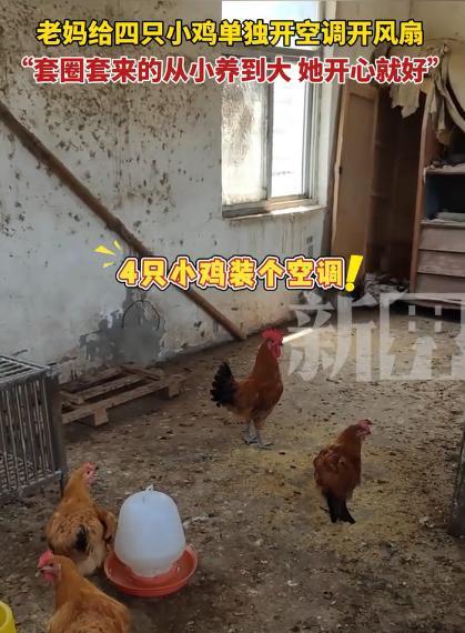 笑不活了！安徽阜阳，男子回家时发现家里二楼的空调一直开着，上去一看，竟然出现四只