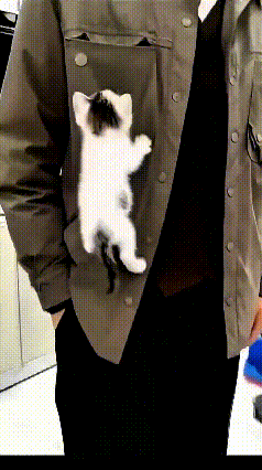 哎呀这小猫也太黏人啦！看它吭哧吭哧顺着衣服往上爬，使劲往口袋里面钻，就想跟着主人