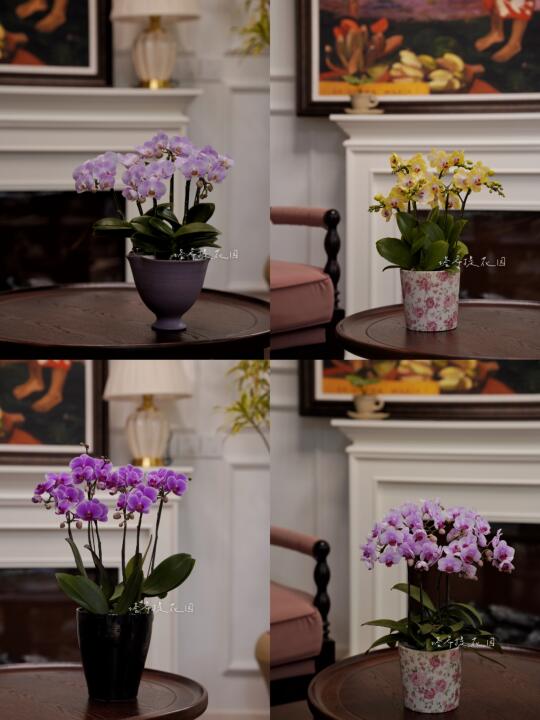 日本蝴蝶兰｜合肥植物店