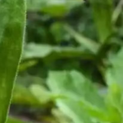 0000秋葵种植1️⃣栽培要点①.选种催芽：选择饱满种子，温水浸泡12-24