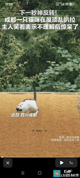 “神反转!”四川成都，一对夫妻一大早起来，发现家里的猫咪十分反常，一直疯狂扒拉屋顶，不少路人围观看懵