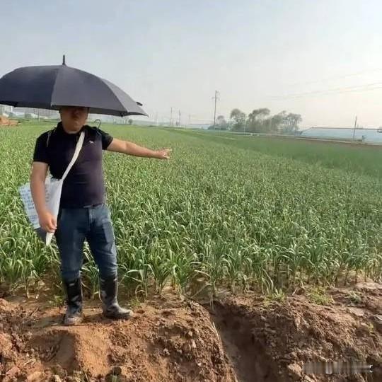 河南大哥蒜薹丰收愁坏了！直接喊话：免费来抽，管够谁能想到！河南一农户