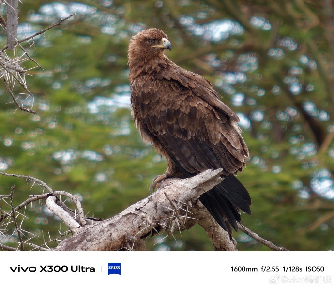 蓝厂“V单”X300Ultra增距镜实拍图来了看了半天确实没在图三找到图二中的鹰