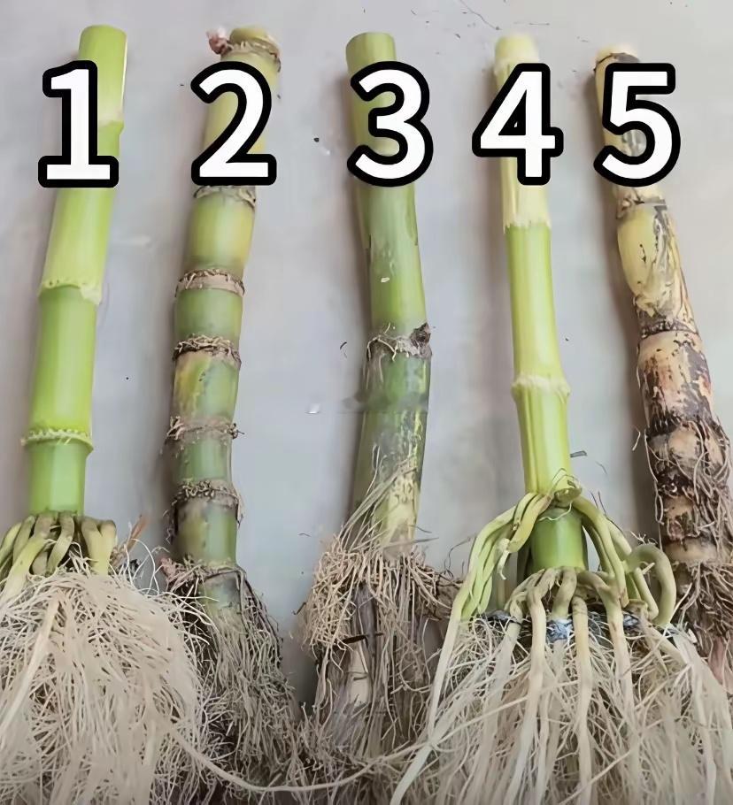 友友们，考一考大家的眼力了，下面有三根不是甘蔗，这个属实有点小难了，没有5年以上