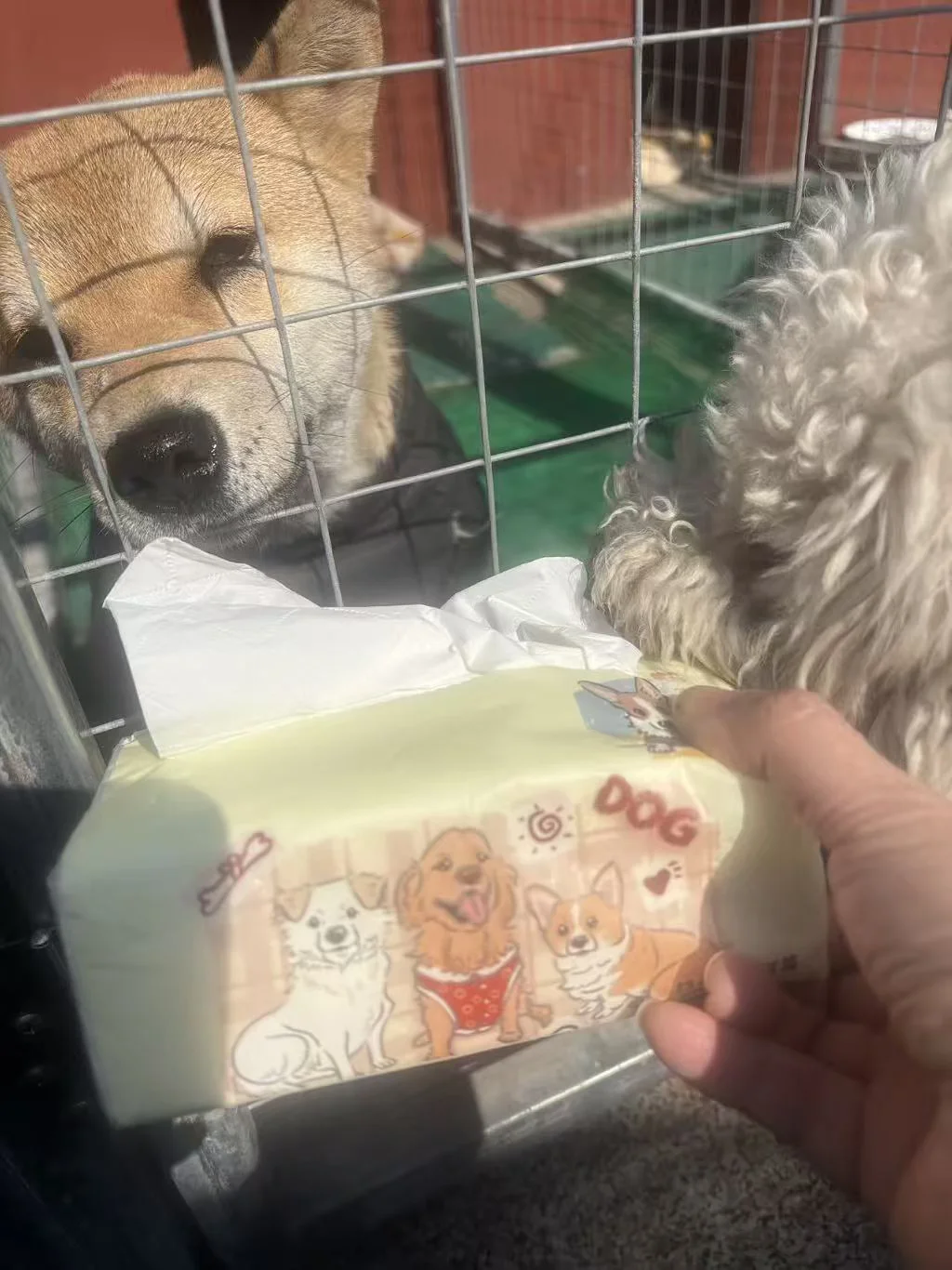 一提抽纸 一顿饱饭