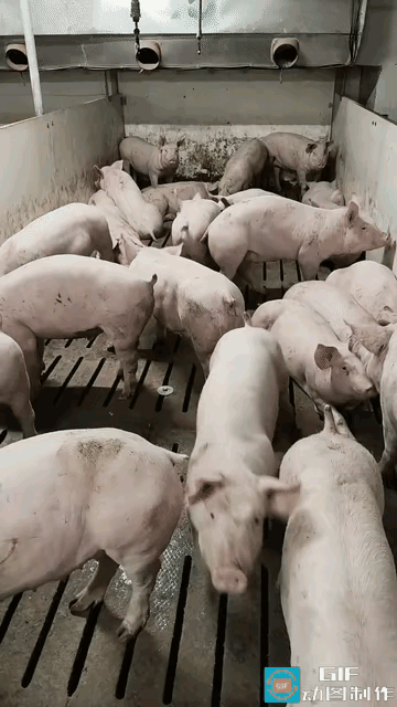 笑不活了！河北这只小猪成精了，一个手势就屁颠屁颠跑过来河北一家养猪场里，居