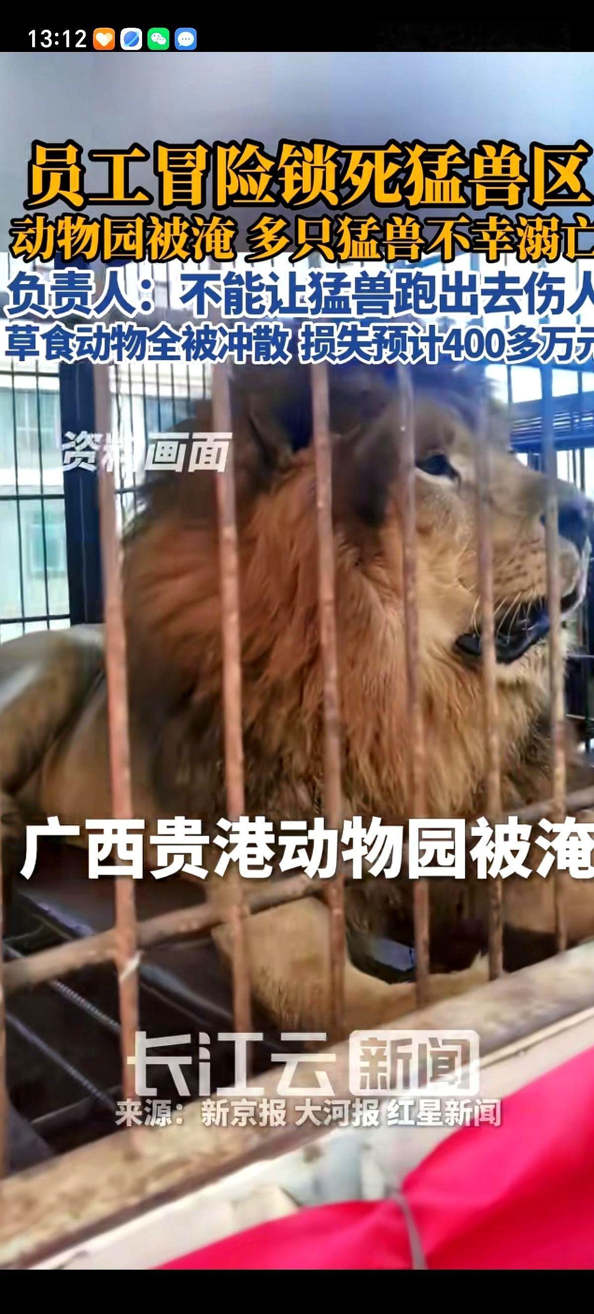 广西贵港那家被淹的动物园，在洪水彻底漫上来之前，负责人王女士下了一道命令。把园