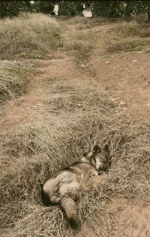 狗子：为啥要开这种玩笑呢[打脸]