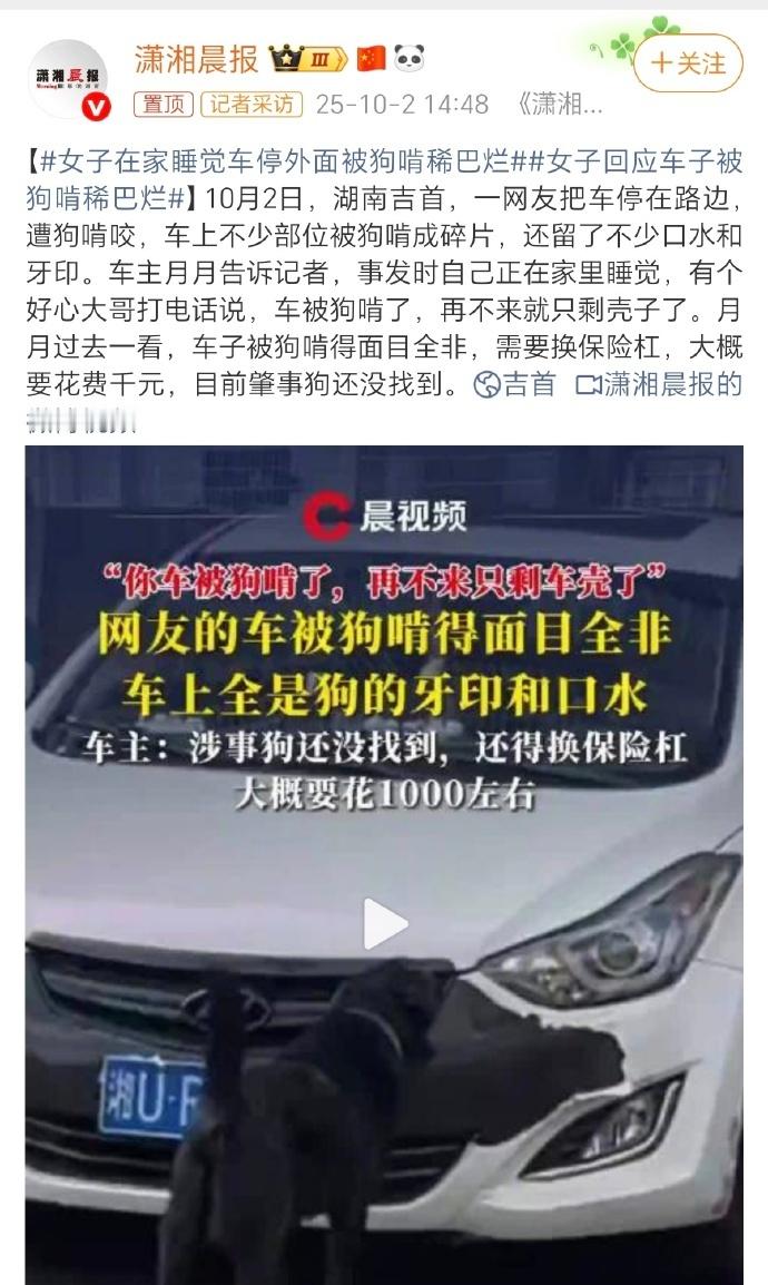 车被黑狗啃到面目全非车被黑狗咬坏女子笑喷后犯愁这类涉及无主/流浪大型犬只的破坏性