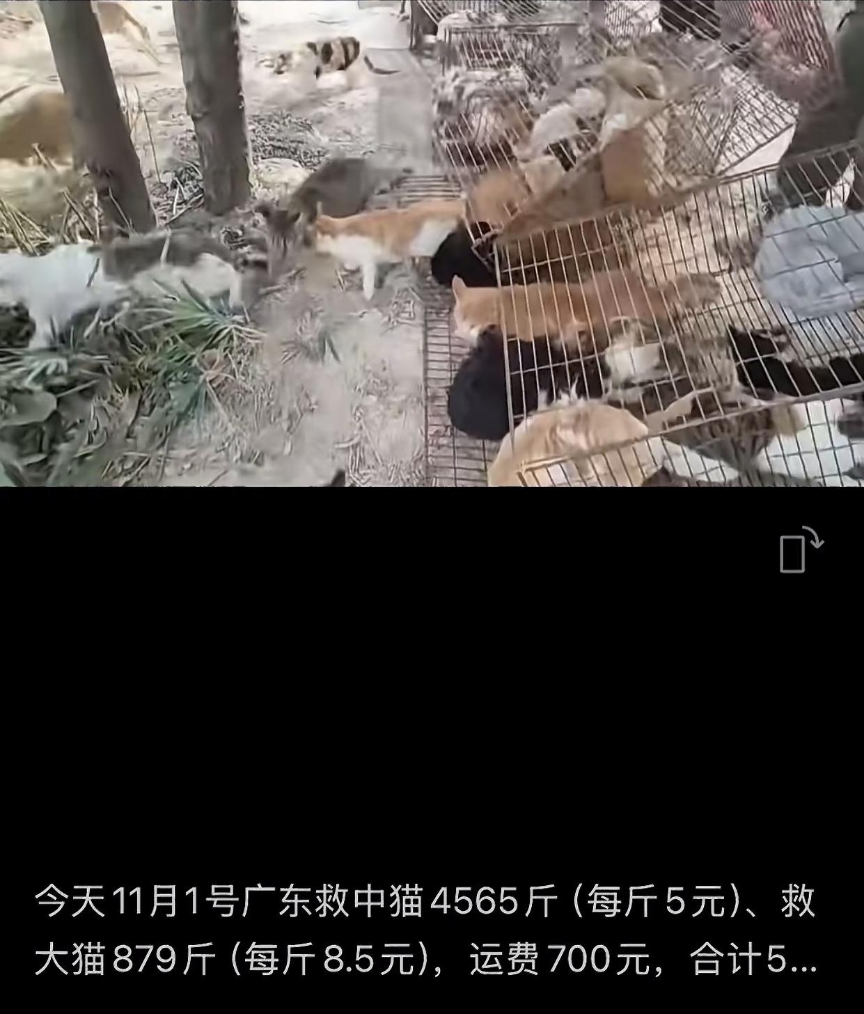 广东水库放生野猫目前已知信息：主理人不是猫贩子，而是善良的动保人士；放生地是