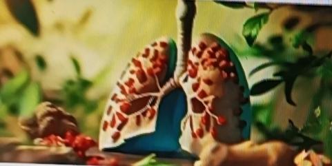 肺部有问题别慌，试试一些植物调理法。很多人以为咳嗽、胸闷是小毛病，其实可能是肺部