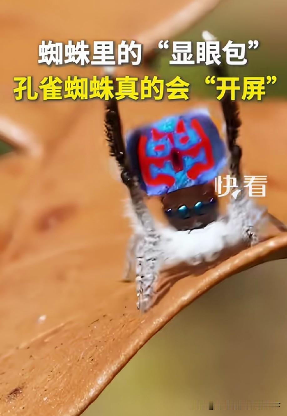 还会开屏？原来蜘蛛也可以这么可爱的[捂脸哭]但是越鲜艳越可能有毒[捂脸哭]