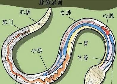 打蛇不打头！有很多人都不知道，野外遇到蛇不能去打头，不然就可能会让自己陷入危险当