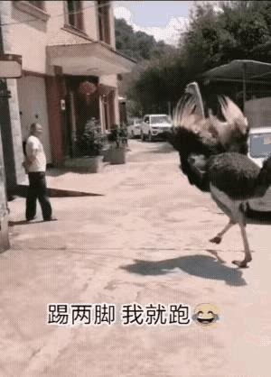 踢两脚怎么地吧！一只鸵鸟非常顽皮，抖抖翅膀快步走到主人面前踢了两脚，然后返身躲