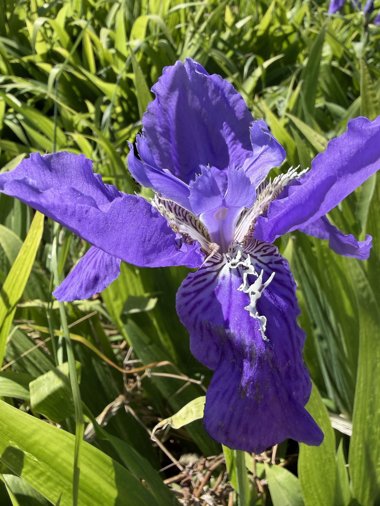迎风绽放鸢尾花，缕缕清香入谁家？想起山中兰花草，采回一支带给她。