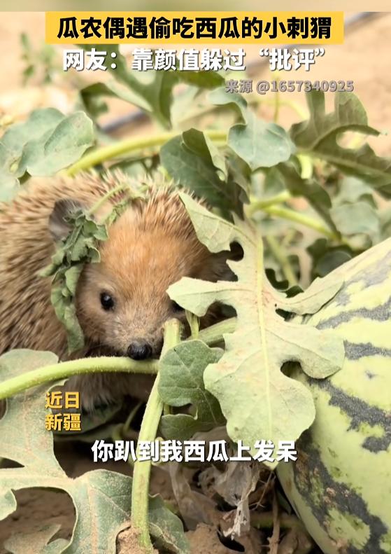 “太可爱了！”7月26日报道，新疆，一瓜农去地里看西瓜，结果发现西瓜有个大窟窿，