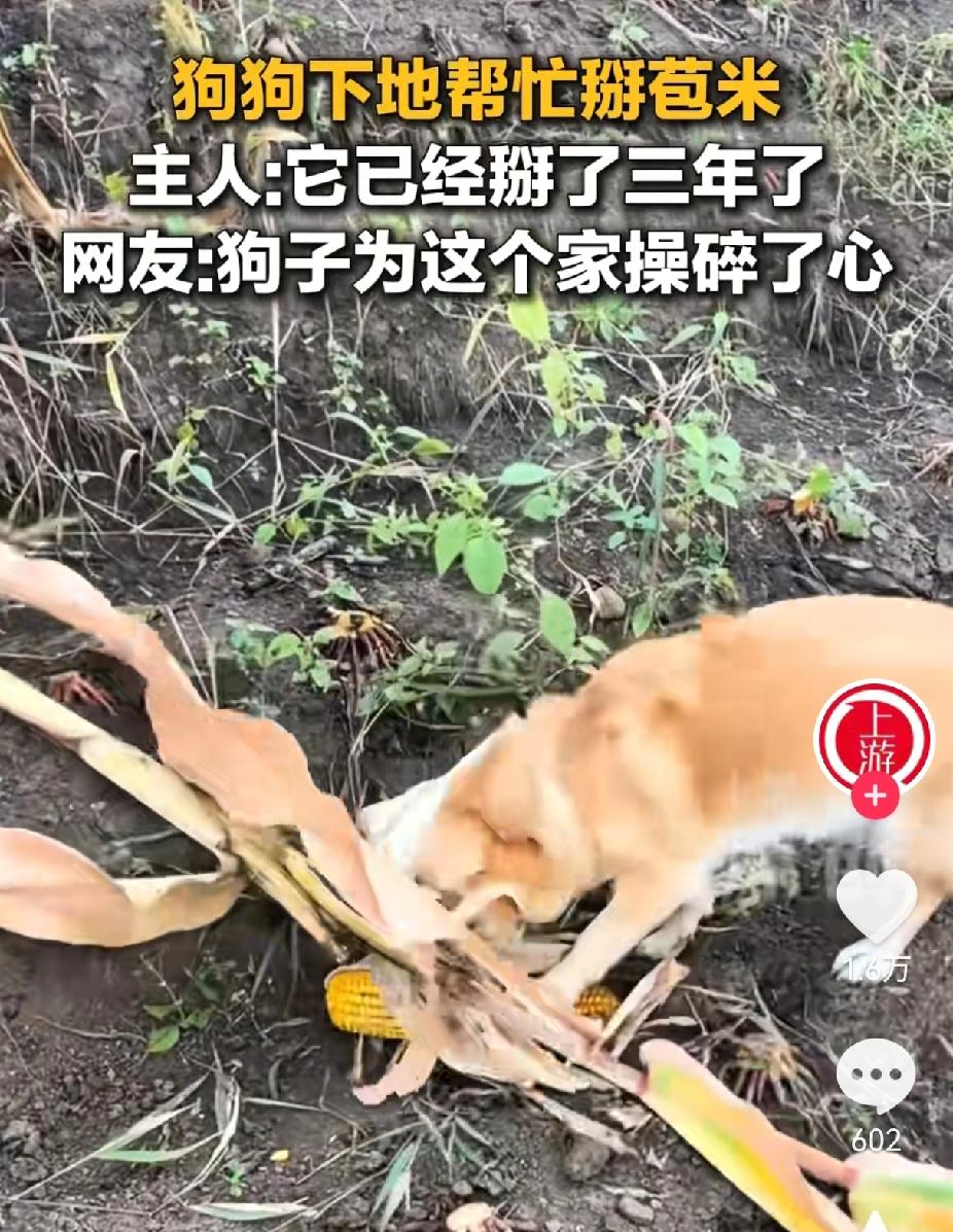 你养狗一年，狗感恩你三年！黑龙江一位大姐和家人去玉米地干活，家狗狗也跟着。结果