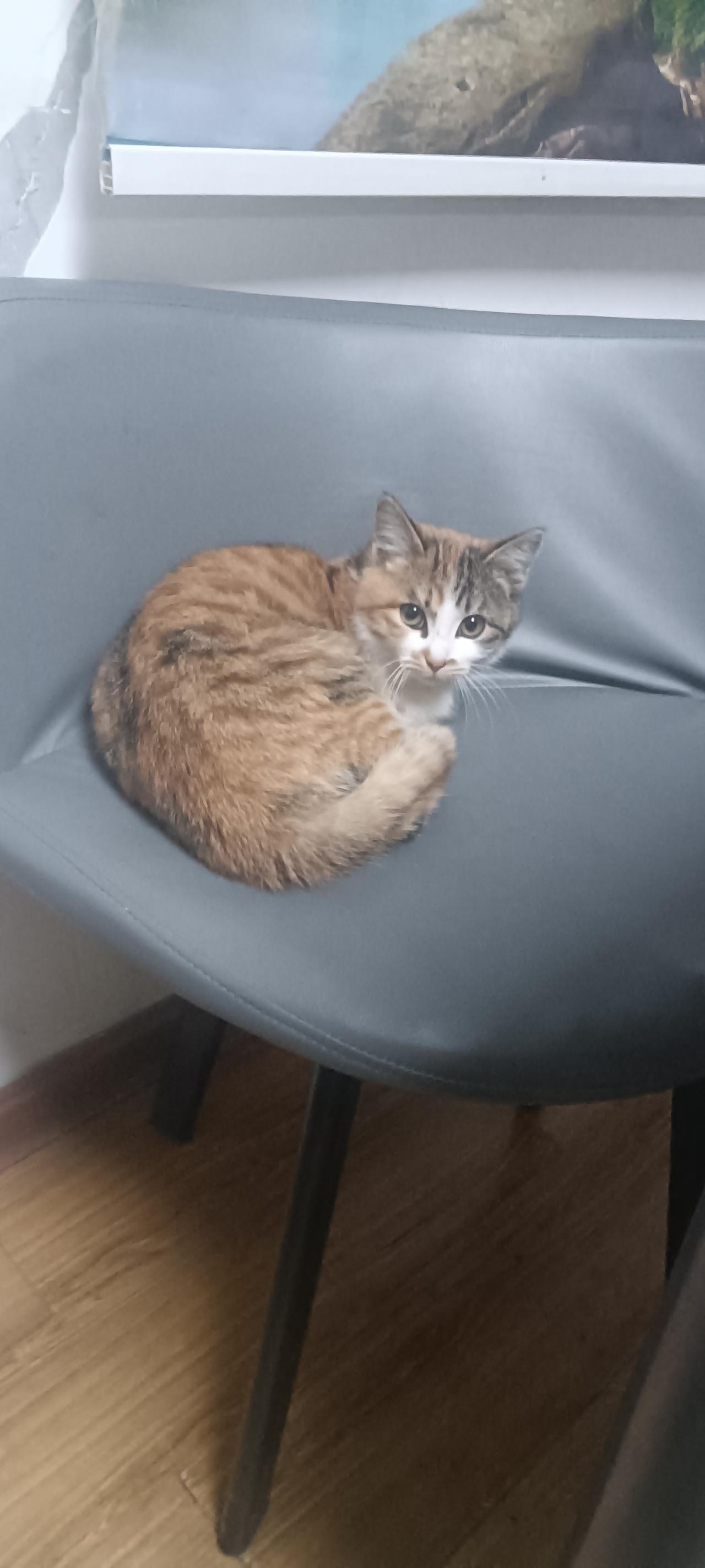 捡来的橘猫到底该不该养到家里上周在小区楼下捡了只小橘猫，当时它缩在车底冻得直