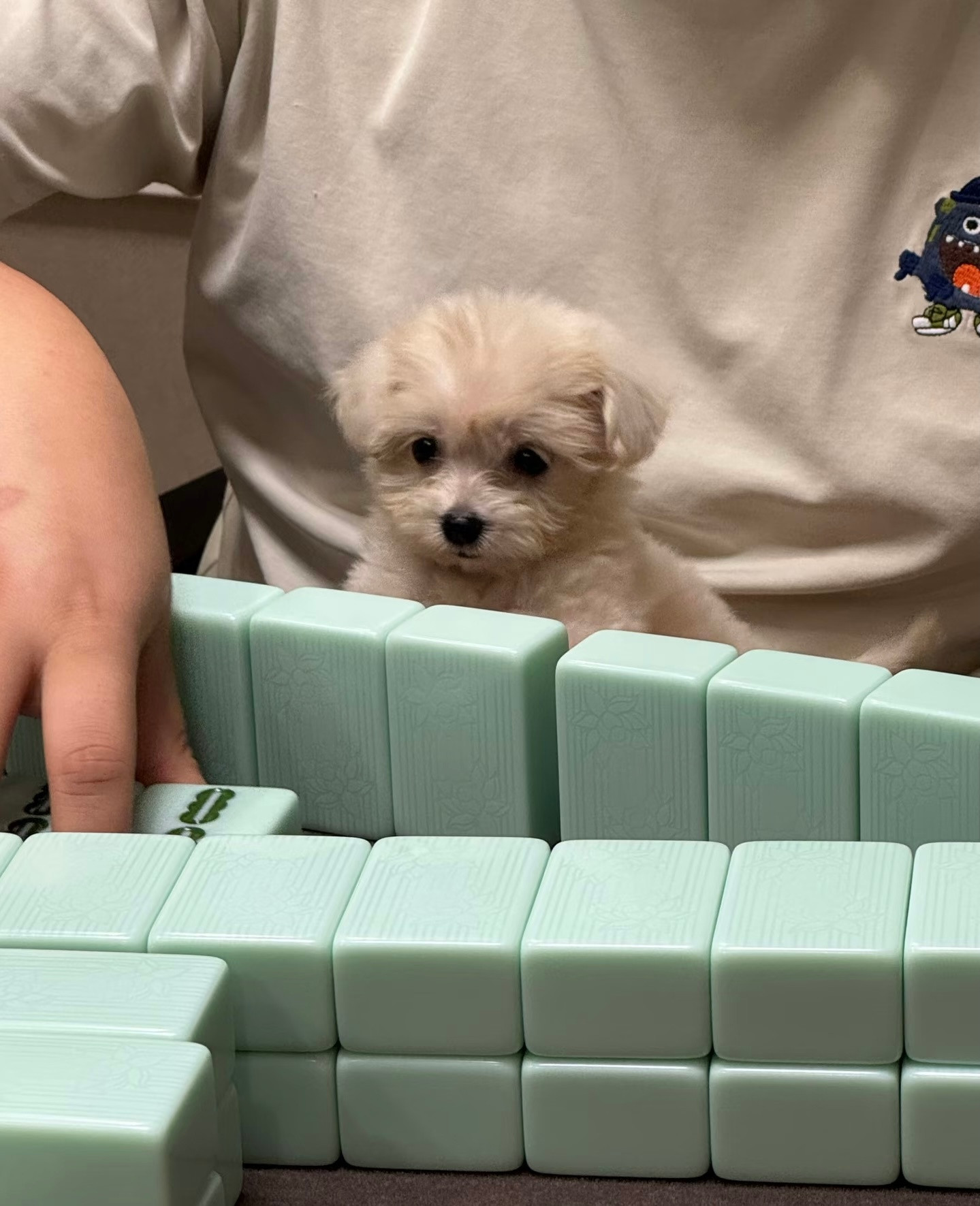 小狗：爸爸，我们好像糊了​​​