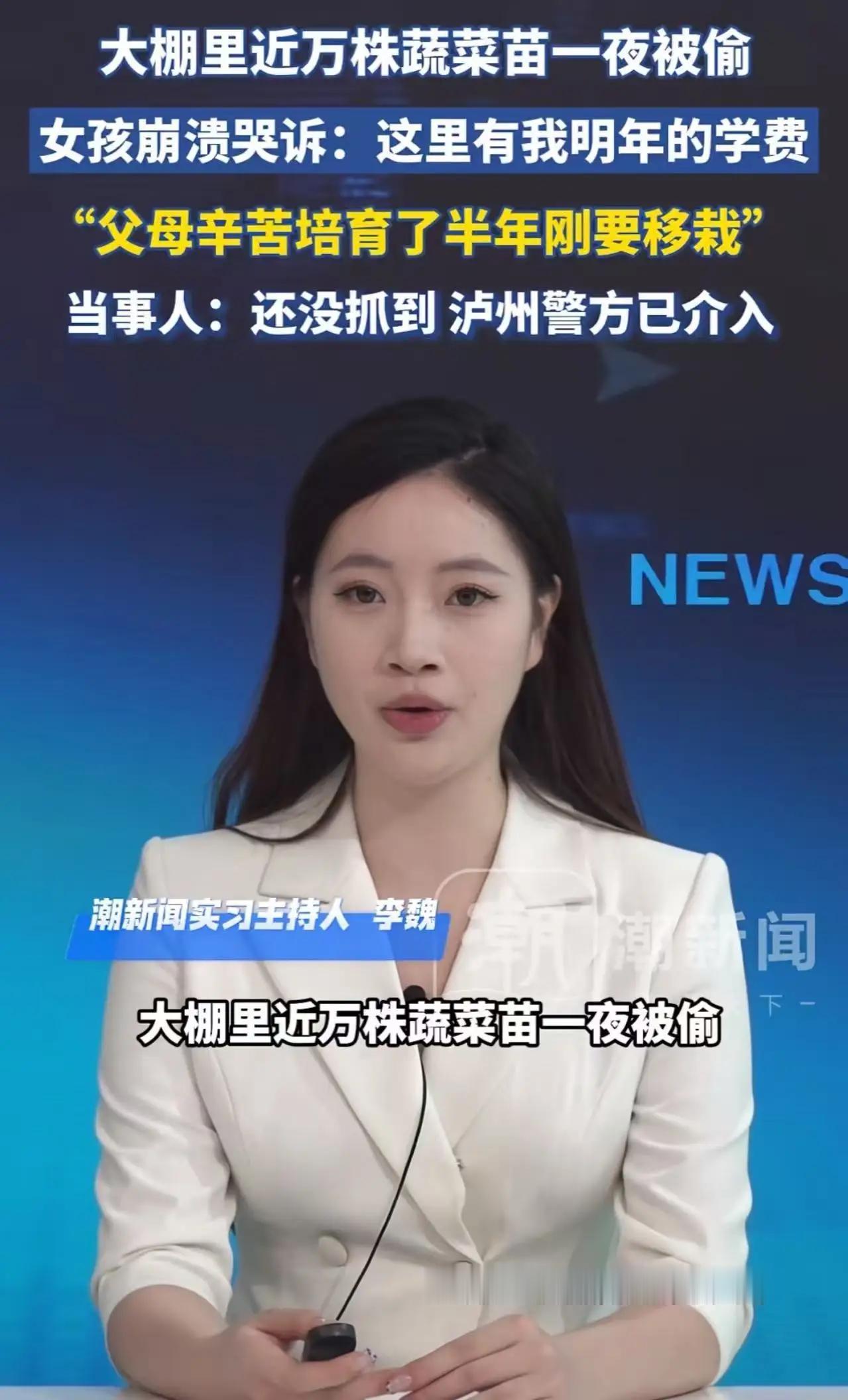 四川泸州万亩菜棚深夜遭洗劫！19岁女孩跪地哭喊“那是我明年的学费”偷苗贼竟精准