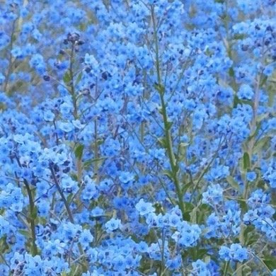 0000倒提壶种植1.光线柔和：倒提壶喜明亮散射光，适合种植在光线柔和、