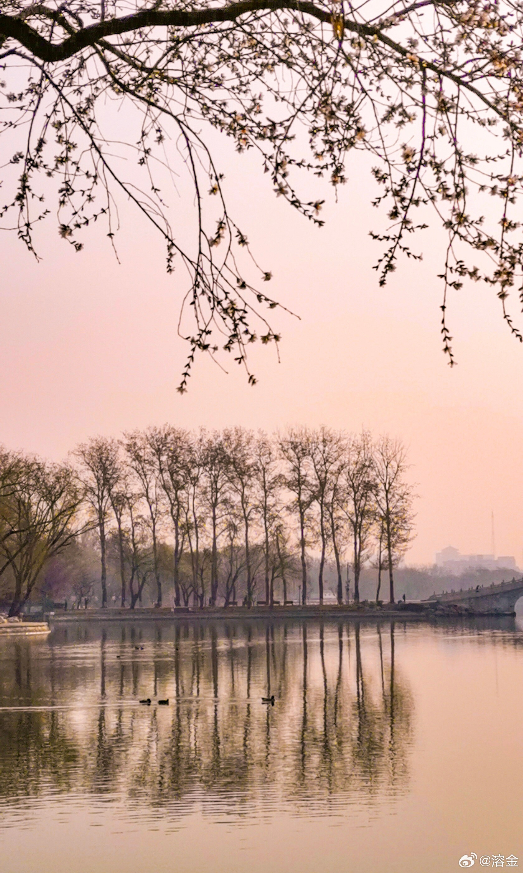 【玉渊潭山桃花初开】柳色摇新绿，桃花破浅红。疏枝凝晓露，细蕊趁春风。塔影横波里，