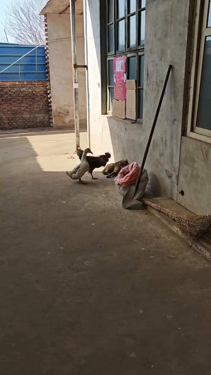 这波操作都看傻了。