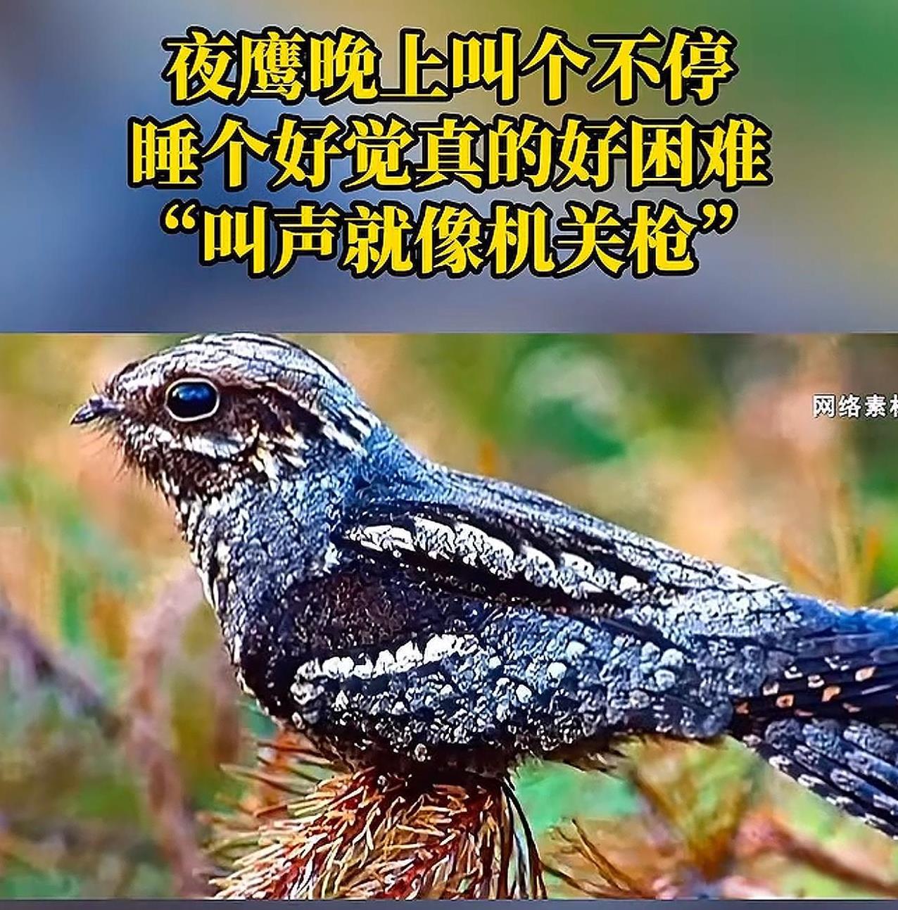 重庆，某小区，一到夜晚居民就能听到“突、突、突…..”像机关枪一样的声音，搞的居