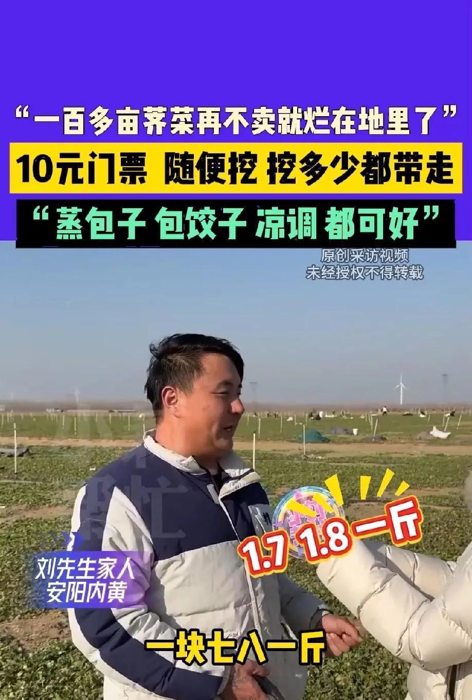 河南大哥100多亩荠菜长势差，眼看要烂地里，居然靠10块钱门票盘活了！这波操作真
