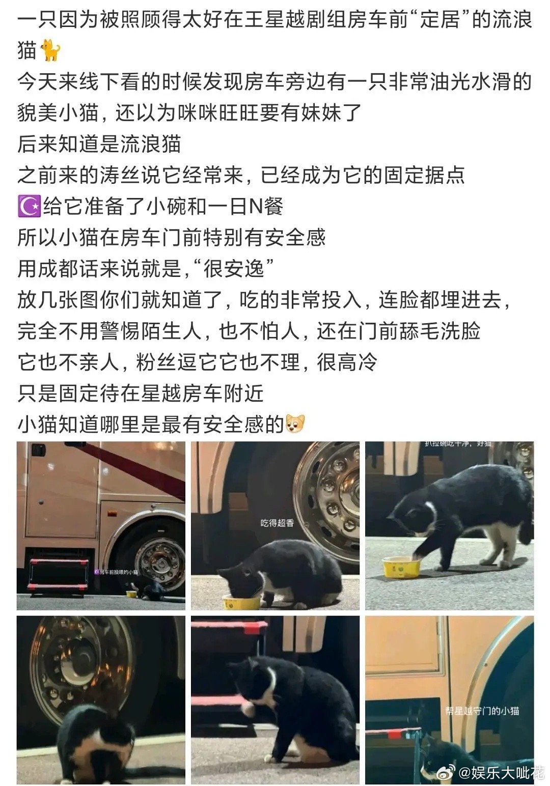 看到王星越之前这条微博被骂了，爱猫这个事没啥好骂的吧感觉就是开玩笑，对于流浪猫来