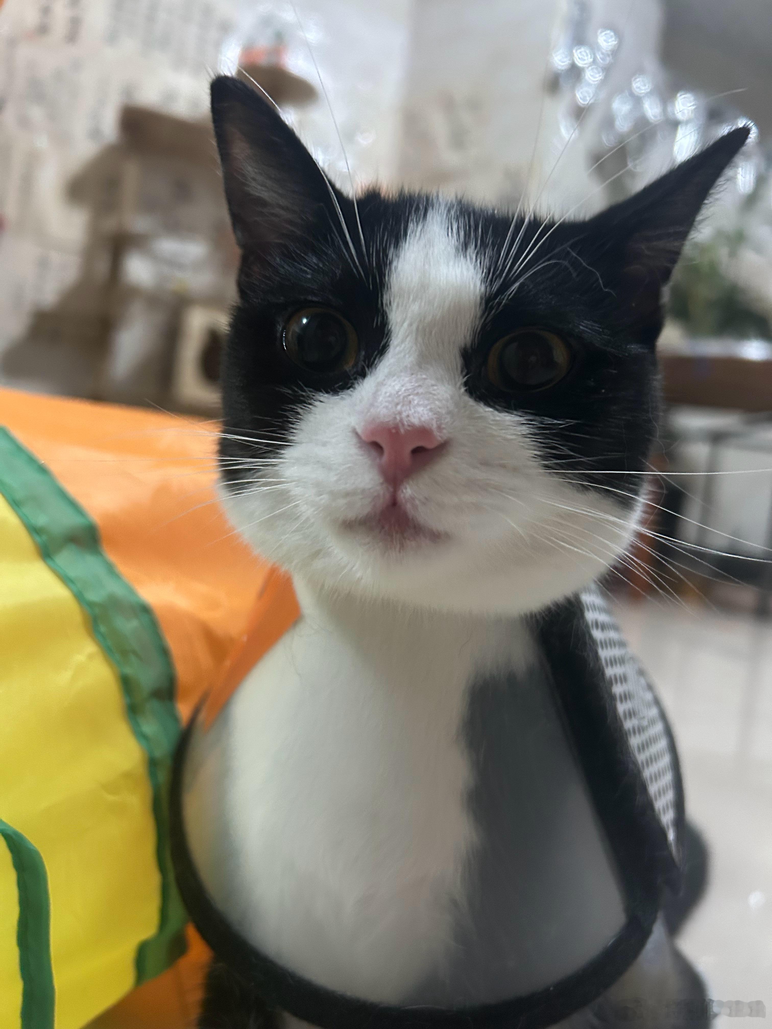 做完绝育后的小喵，就像一个小苦包了～前天晚上带我家猫孩子去做了绝育手术，母猫绝育