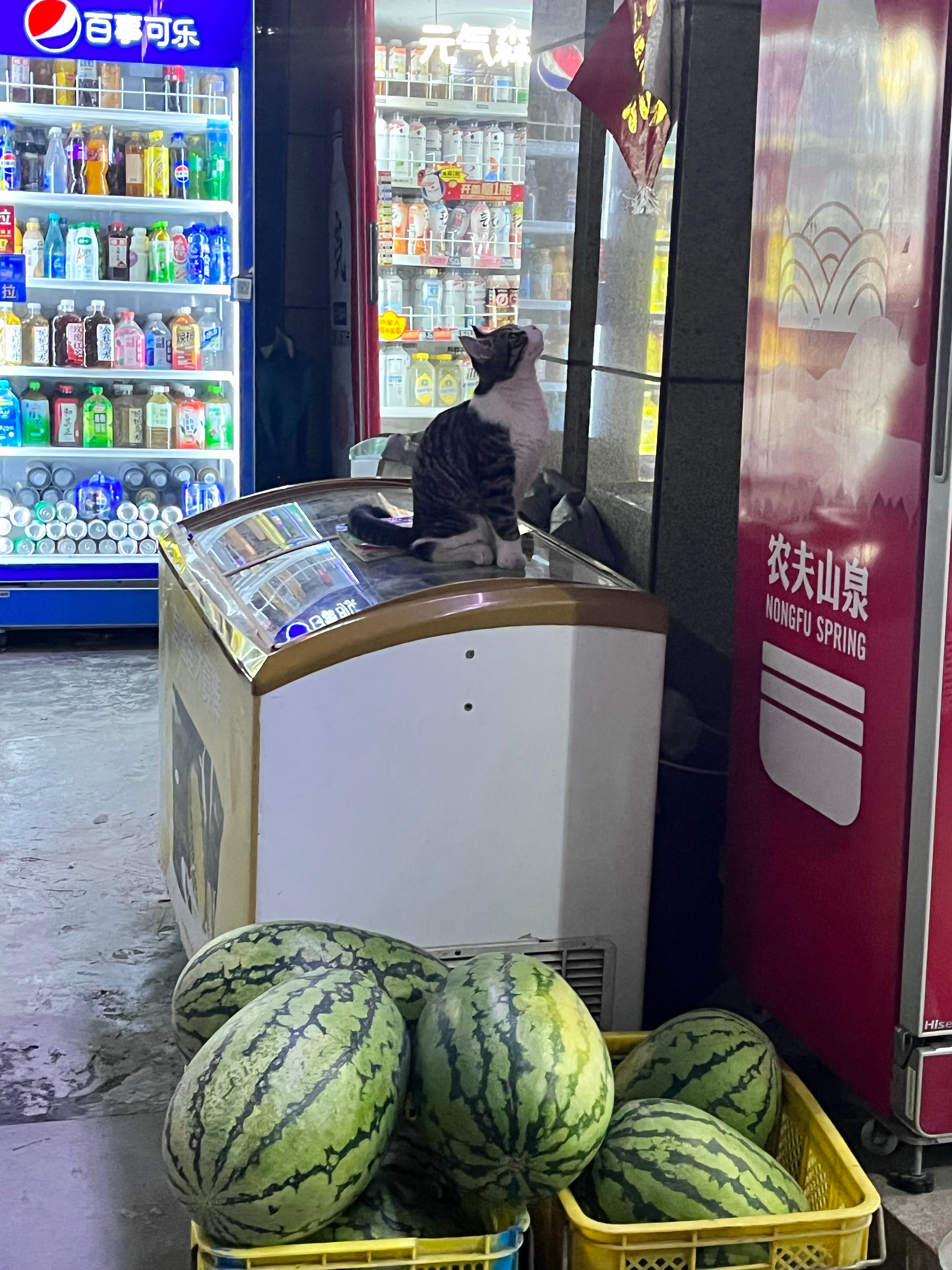 小咪假装看不见我