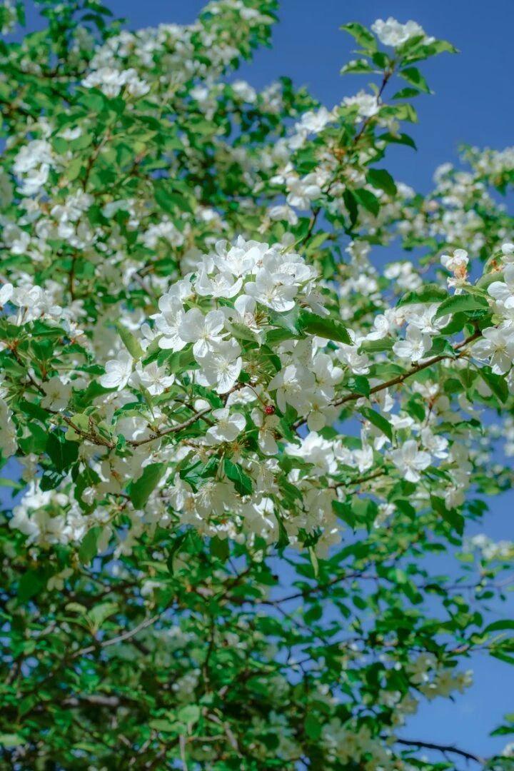 在川西高原，藏着一片比想象中更纯净的“雪色花海”——俄色花俄色花，藏语名为“俄