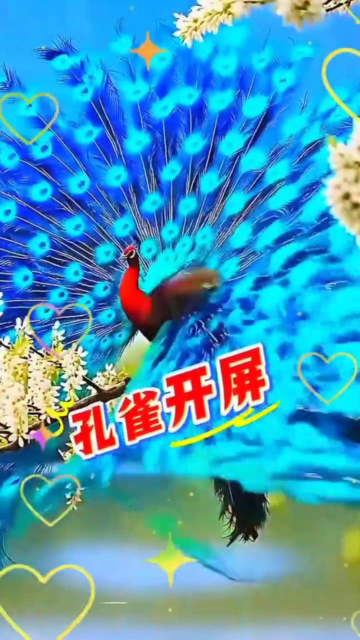 孔雀开屏。