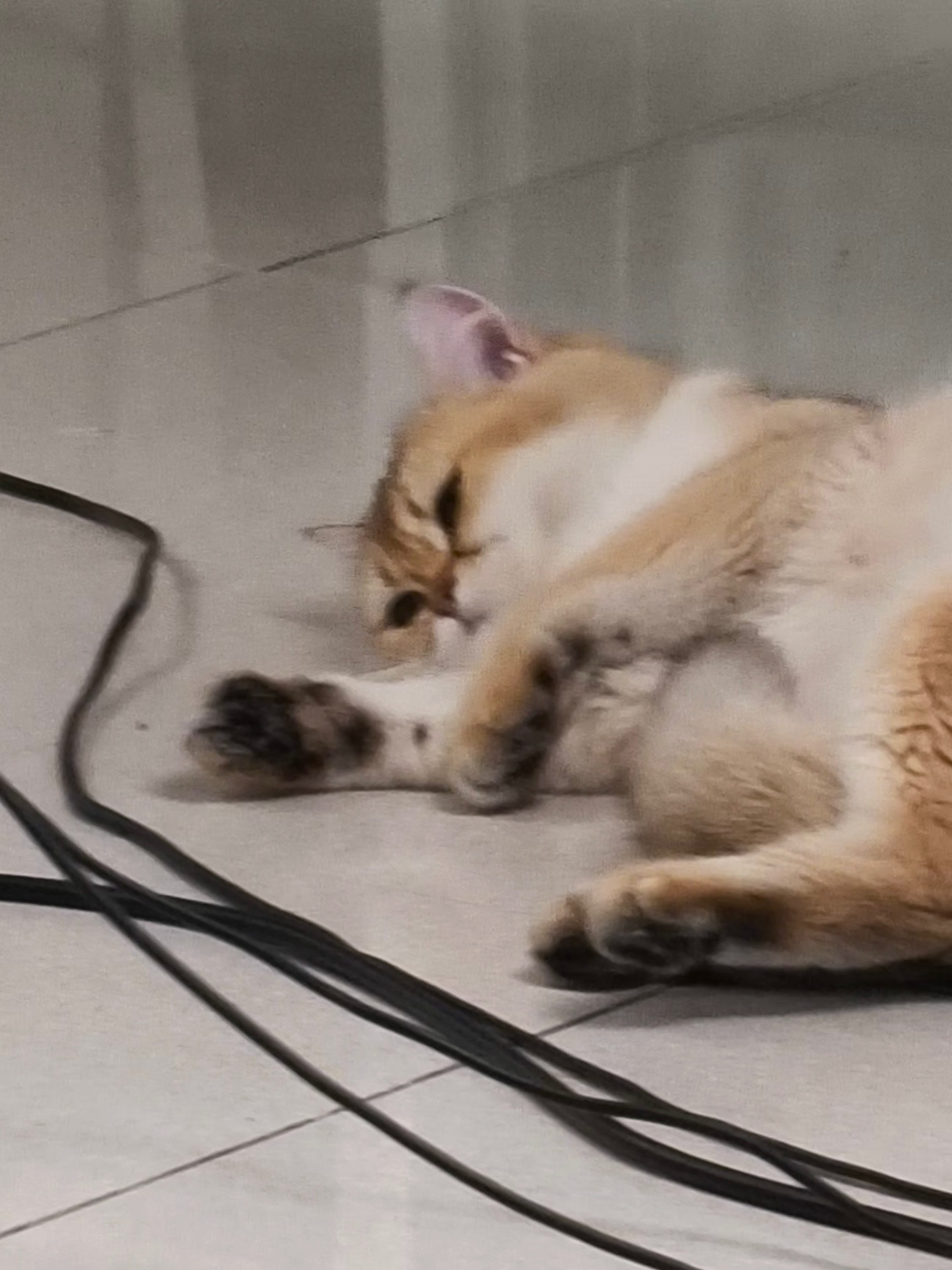 小咪～🐱猫咪日常