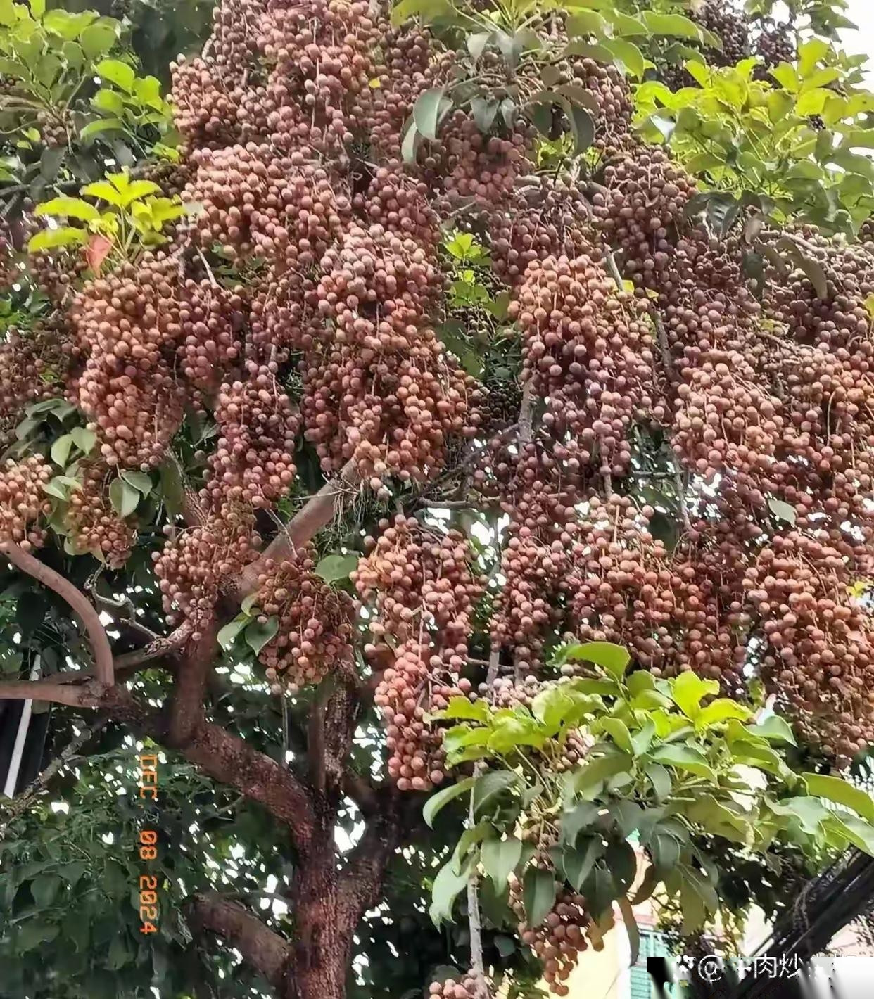 今儿跟我姐去阿姨家耍，瞧见她家门口边上一棵树。​上头密密麻麻挂满了果子呢。​