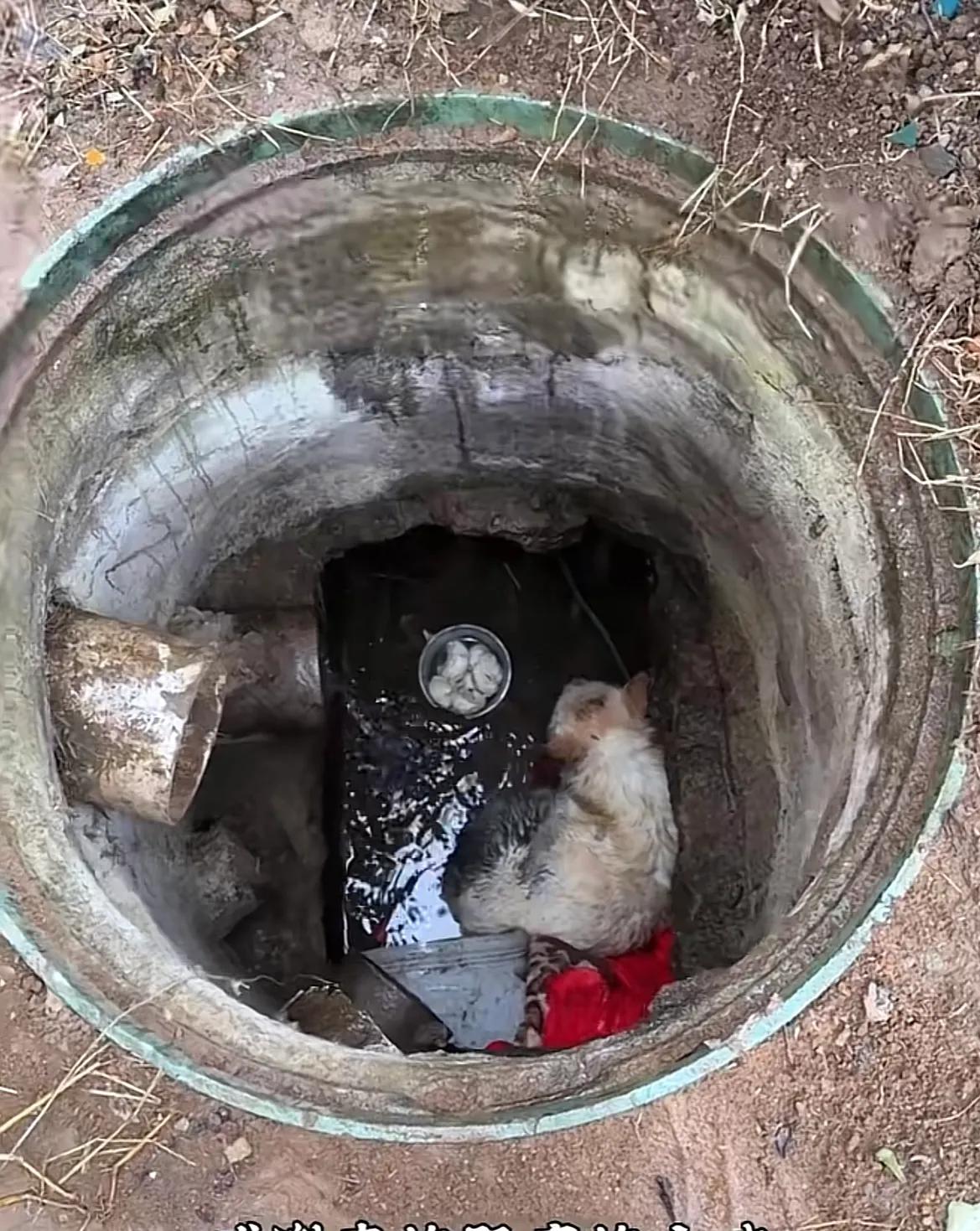 救上来了！山东烟台，随着一只流浪狗被救援人员从井里救出来，人们一片欢呼，这只狗在