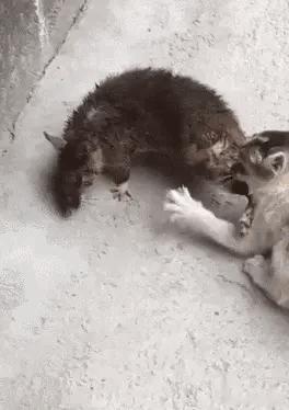 流浪小奶喵饿极了抓住只比自己还要大的老鼠不肯放开…老鼠都懵了…老鼠:小伙子你先